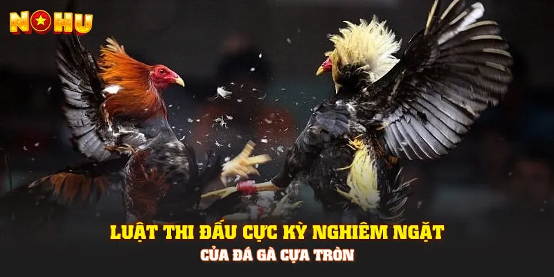 Đá Gà Cựa Tròn